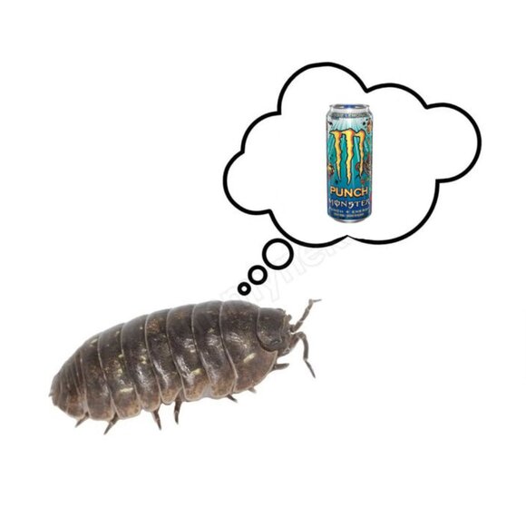 Meet your Posher, Jace - Picture 1 of 1